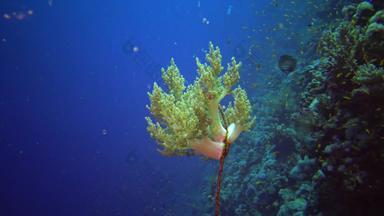 klunzinger的软珊瑚石斛软珊瑚种植weave-like珊瑚礁小妖精的斯通红色的海埃及